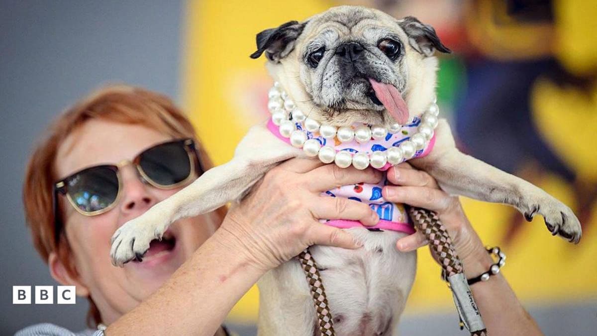 The winner of World's Ugliest Dog is crowned
